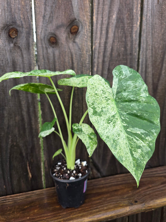 Alocasia Blizzard