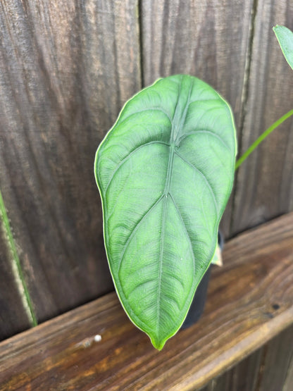 Alocasia Puncakborneensis