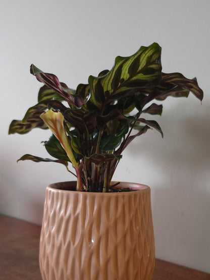 Calathea Peacock