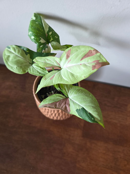 Syngonium Green Tea Salmon