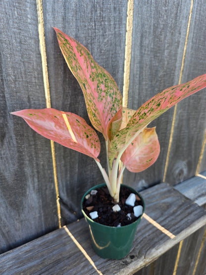 Aglaonema Orange Stardust 4"