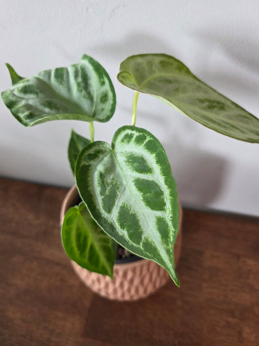 Anthurium Dorayaki x Silver Blush