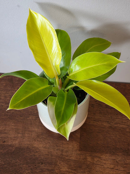 Philodendron Moonlight