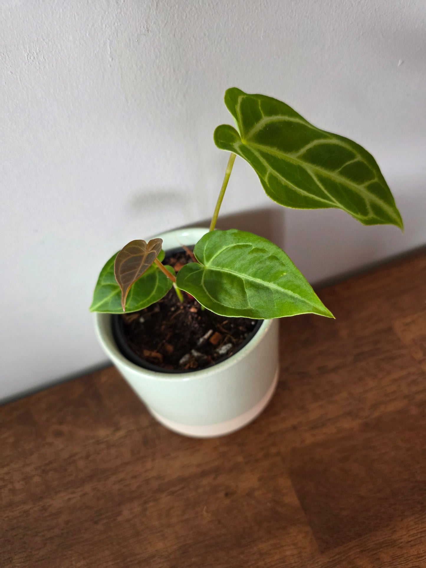 Anthurium Regale Hybrid