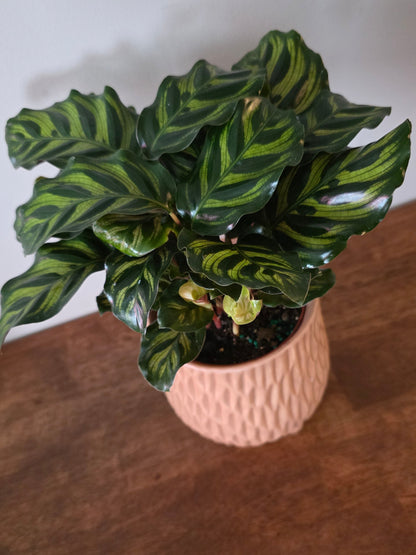 Calathea Peacock