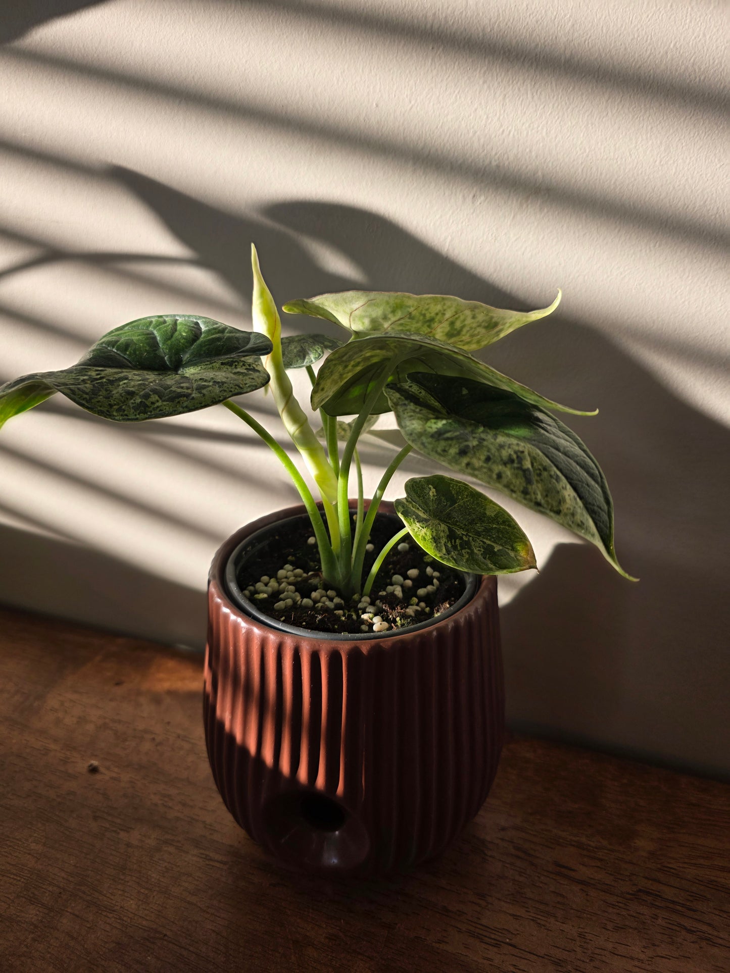 Alocasia Dragon Scale Mint