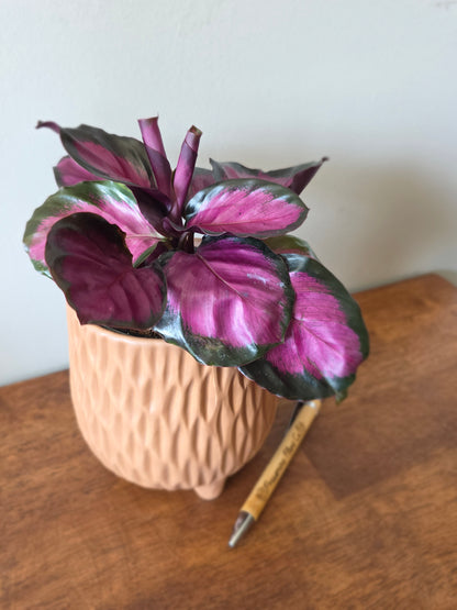 Calathea Rosy