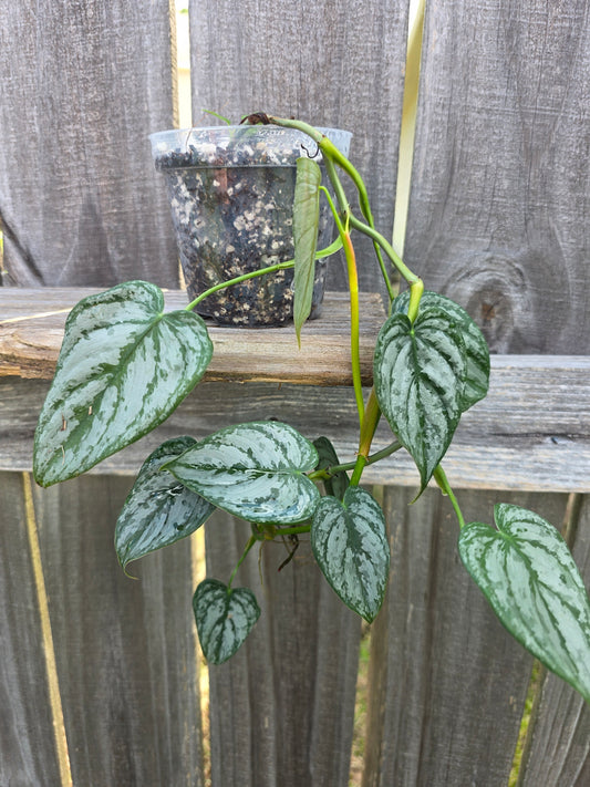 Philodendron Branditanium 4"