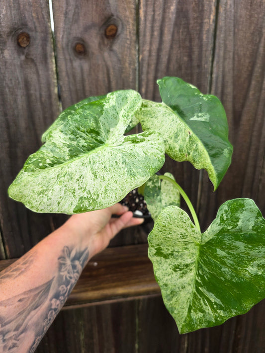 Alocasia Blizzard