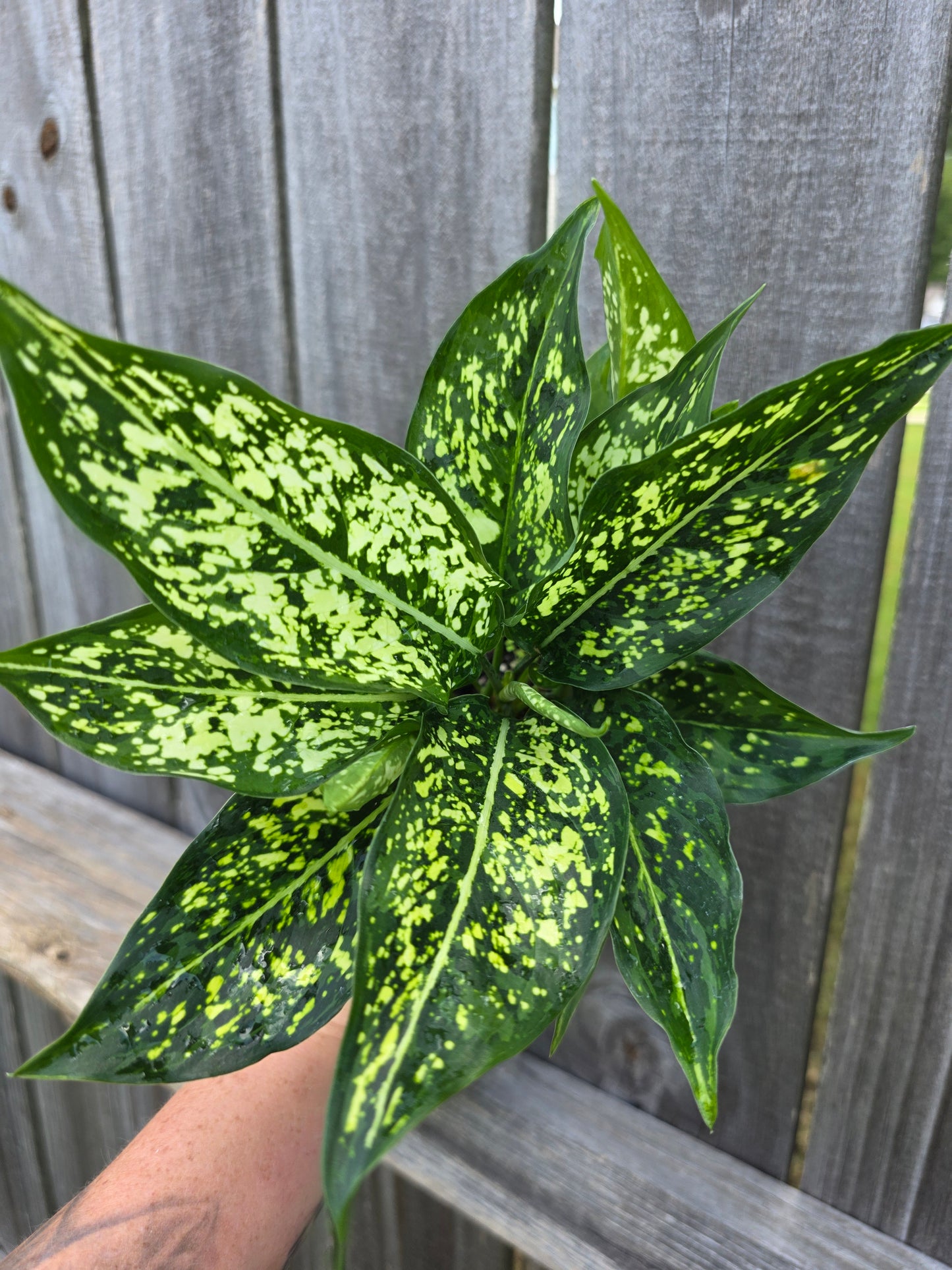 Aglaonema Osaka 4"