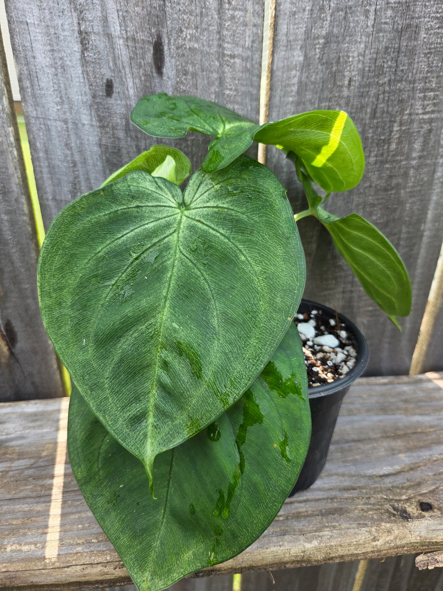Syngonium Ice Frost