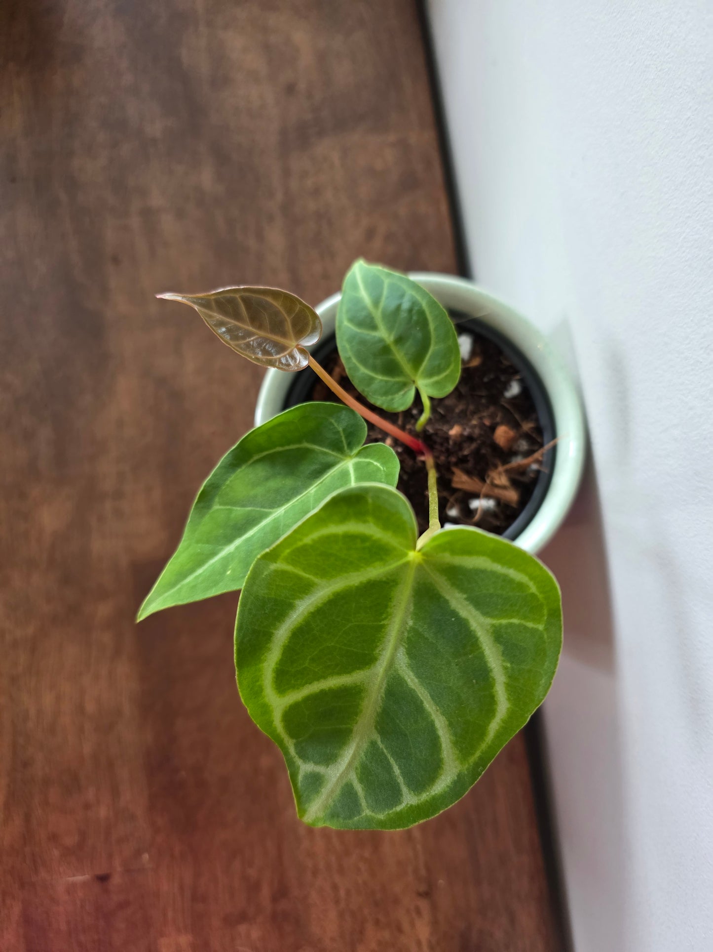 Anthurium Regale Hybrid