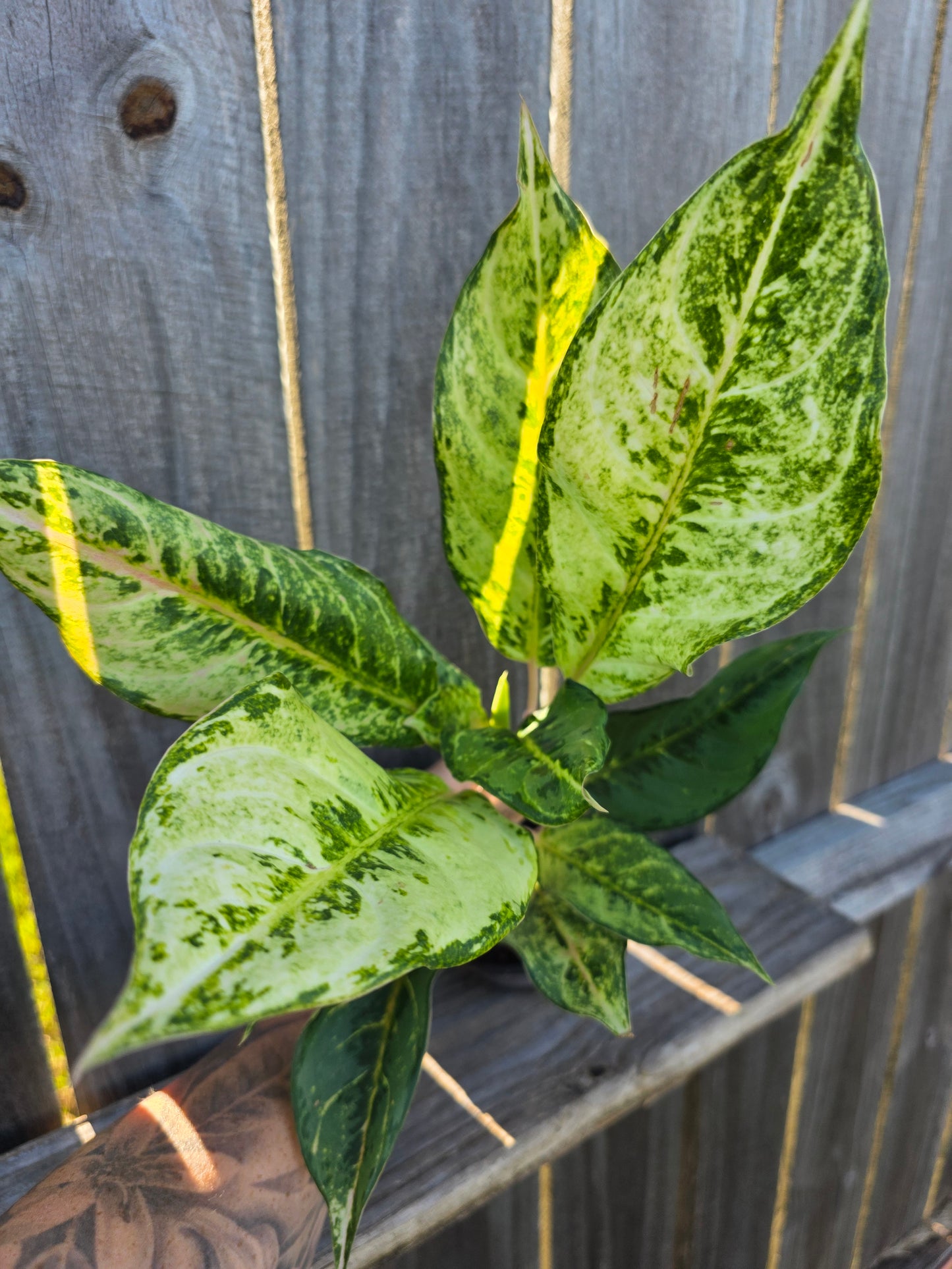 Aglaonema Lucky 4"