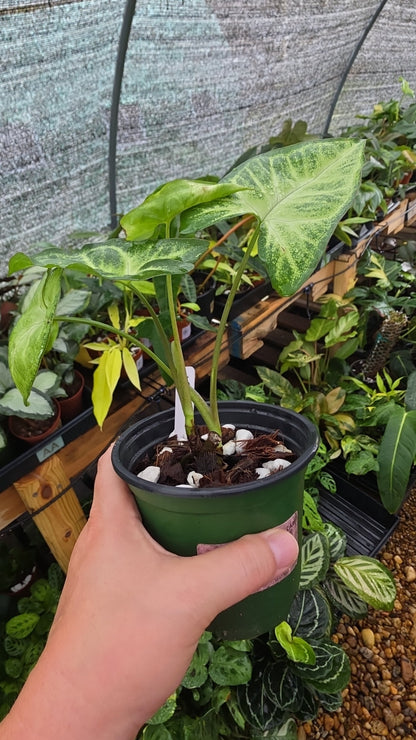 Syngonium Glo Go