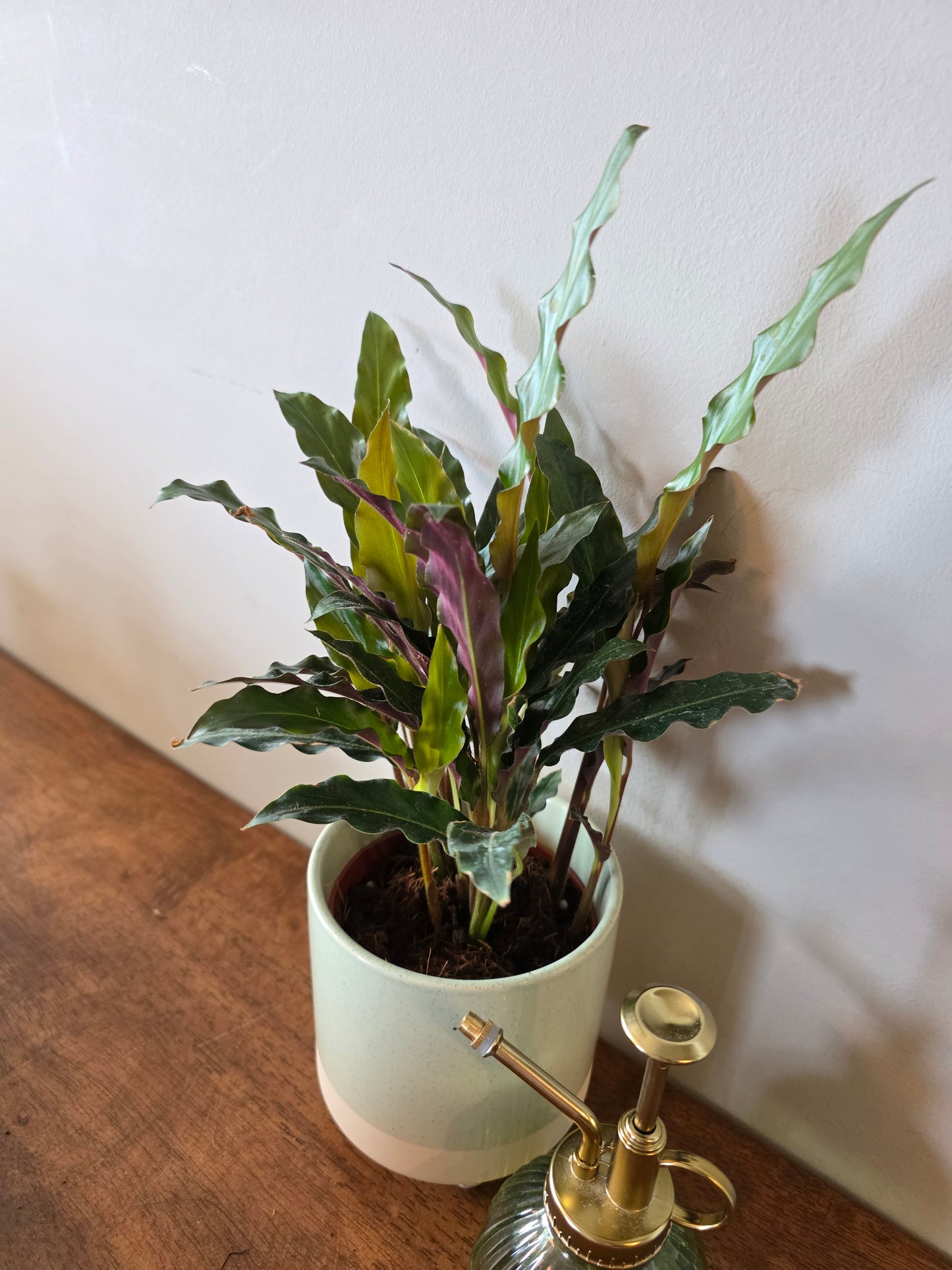 Calathea Rufibarba