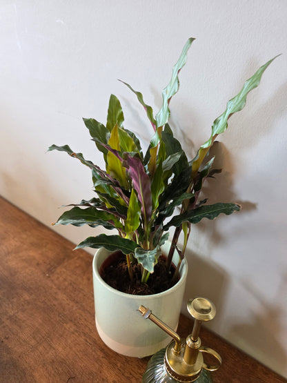 Calathea Rufibarba