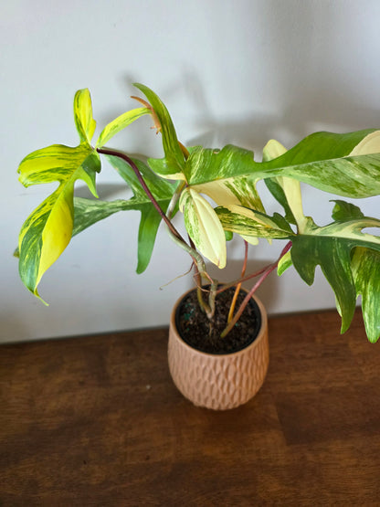 Philodendron Florida Beauty