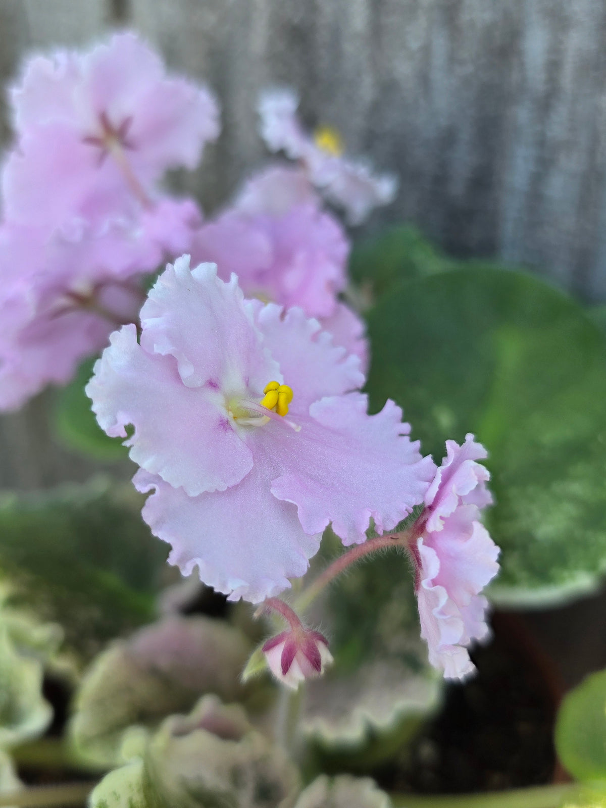 African Violet Harmony's Love Bug 4"