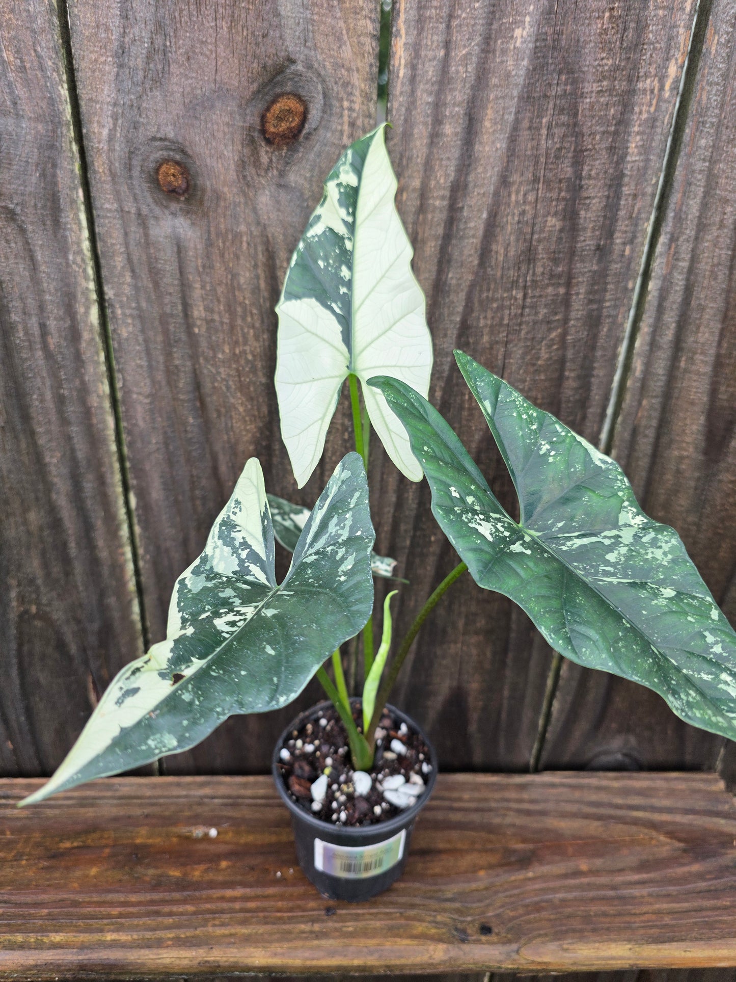 Alocasia Simpo Albo