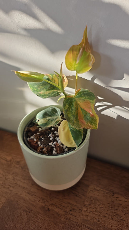 Variegated Philodendron Micans