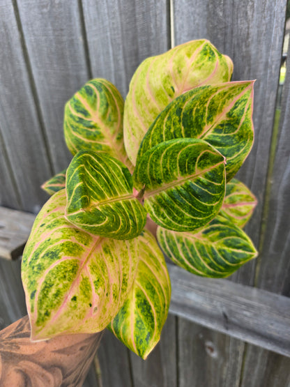 Aglaonema Siam Perfect 4"
