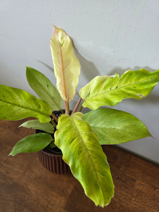 Philodendron Snowdrift