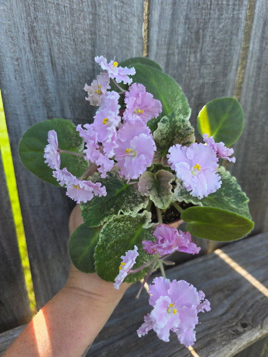 African Violet Harmony's Love Bug 4"
