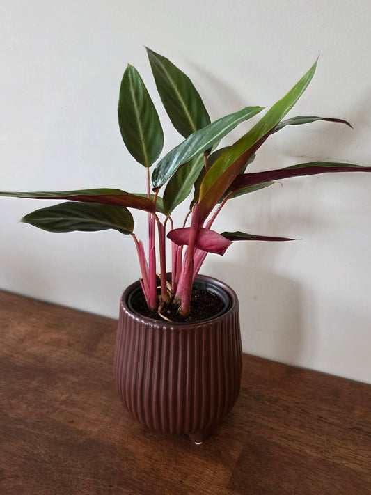 Stromanthe Sanguinea