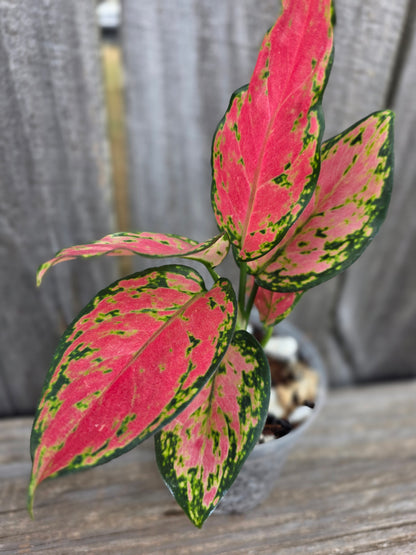 Aglaonema Super Pink 4"