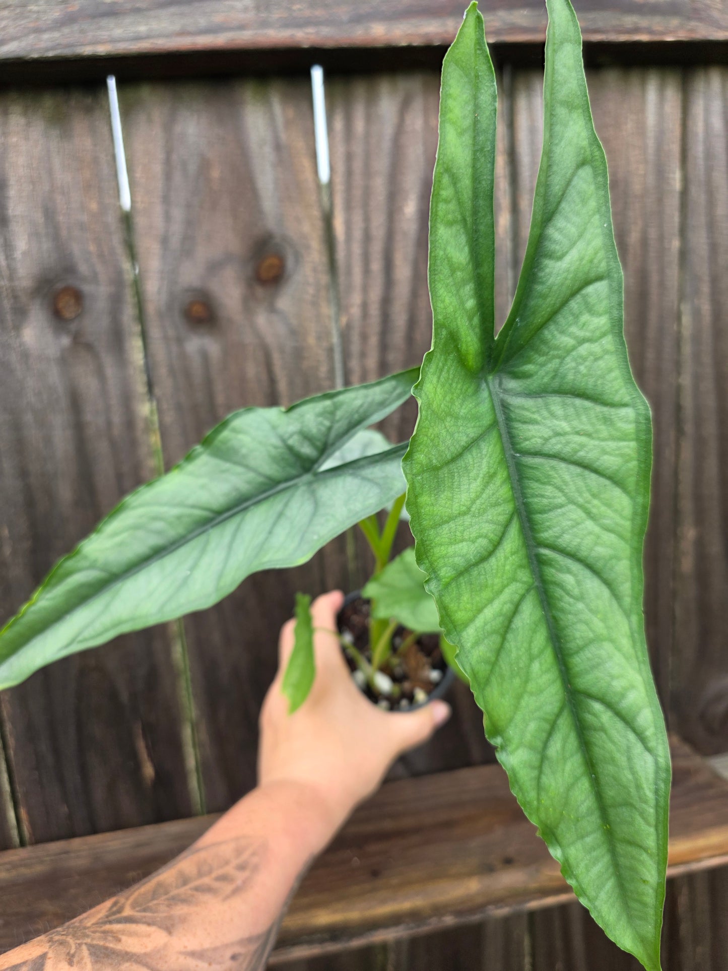 Alocasia Dragons Breath