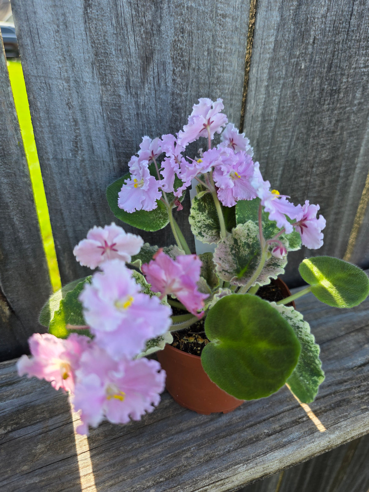 African Violet Harmony's Love Bug 4"