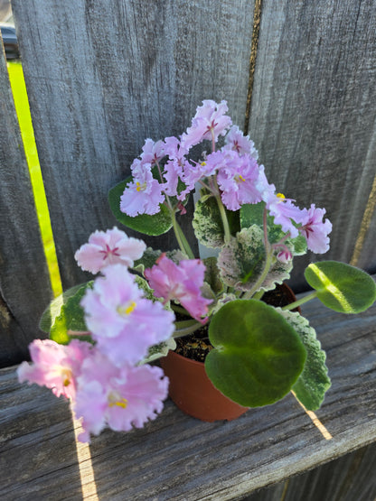 African Violet Harmony's Love Bug 4"