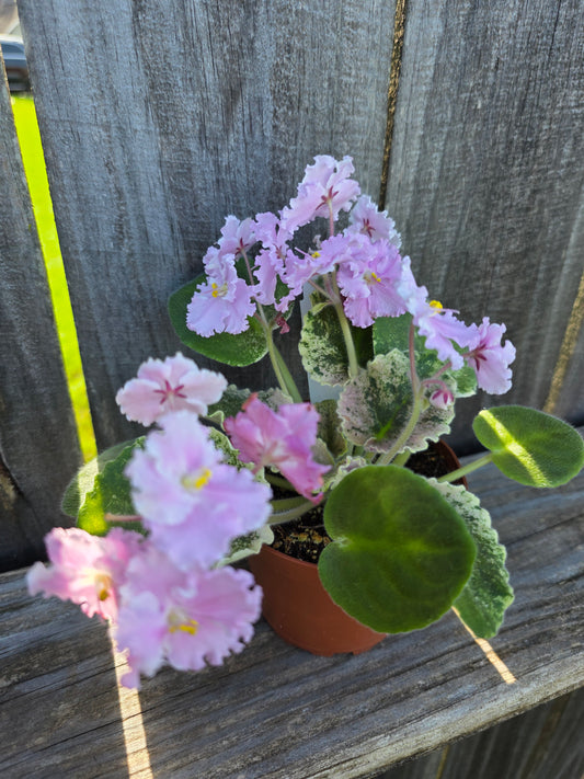 African Violet Harmony's Love Bug 4"