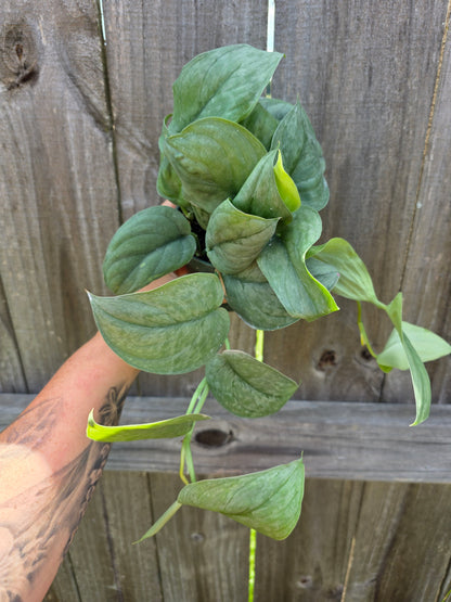 Scindapsus Platinum