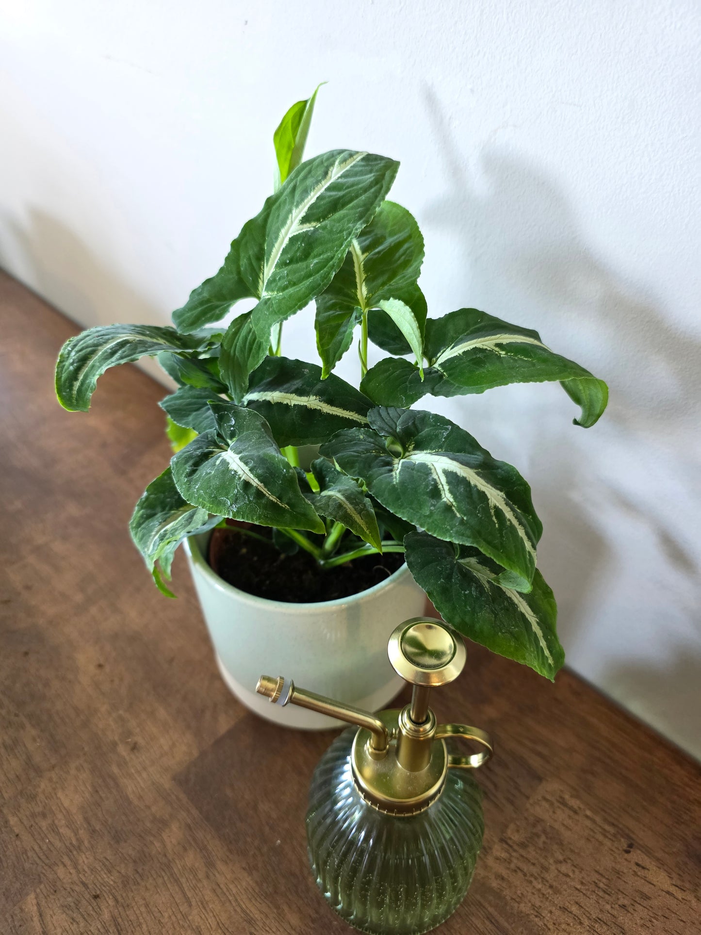 Syngonium Wendlandii
