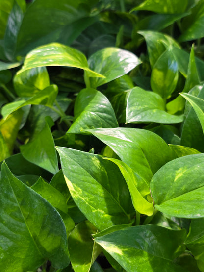 Hawaiian Pothos 4"