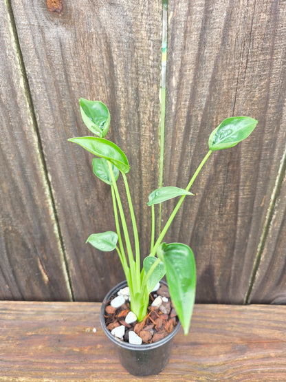 Alocasia Tiny Dancer