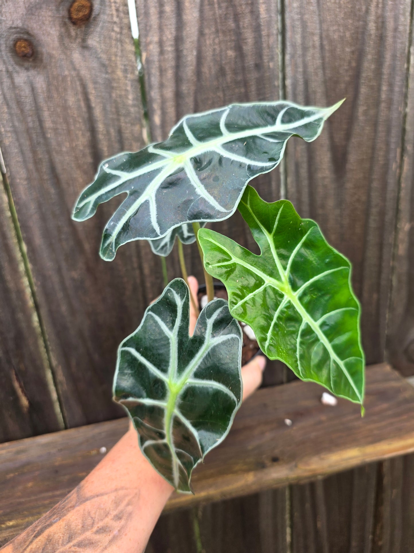 Alocasia Polly