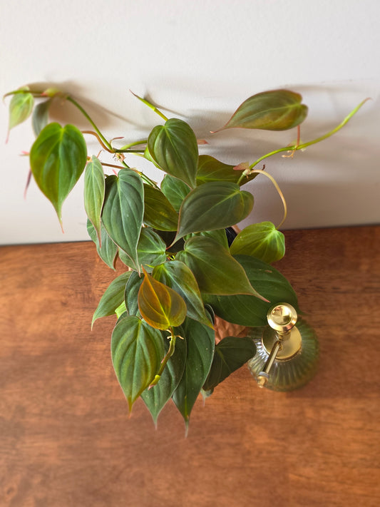 Philodendron Micans