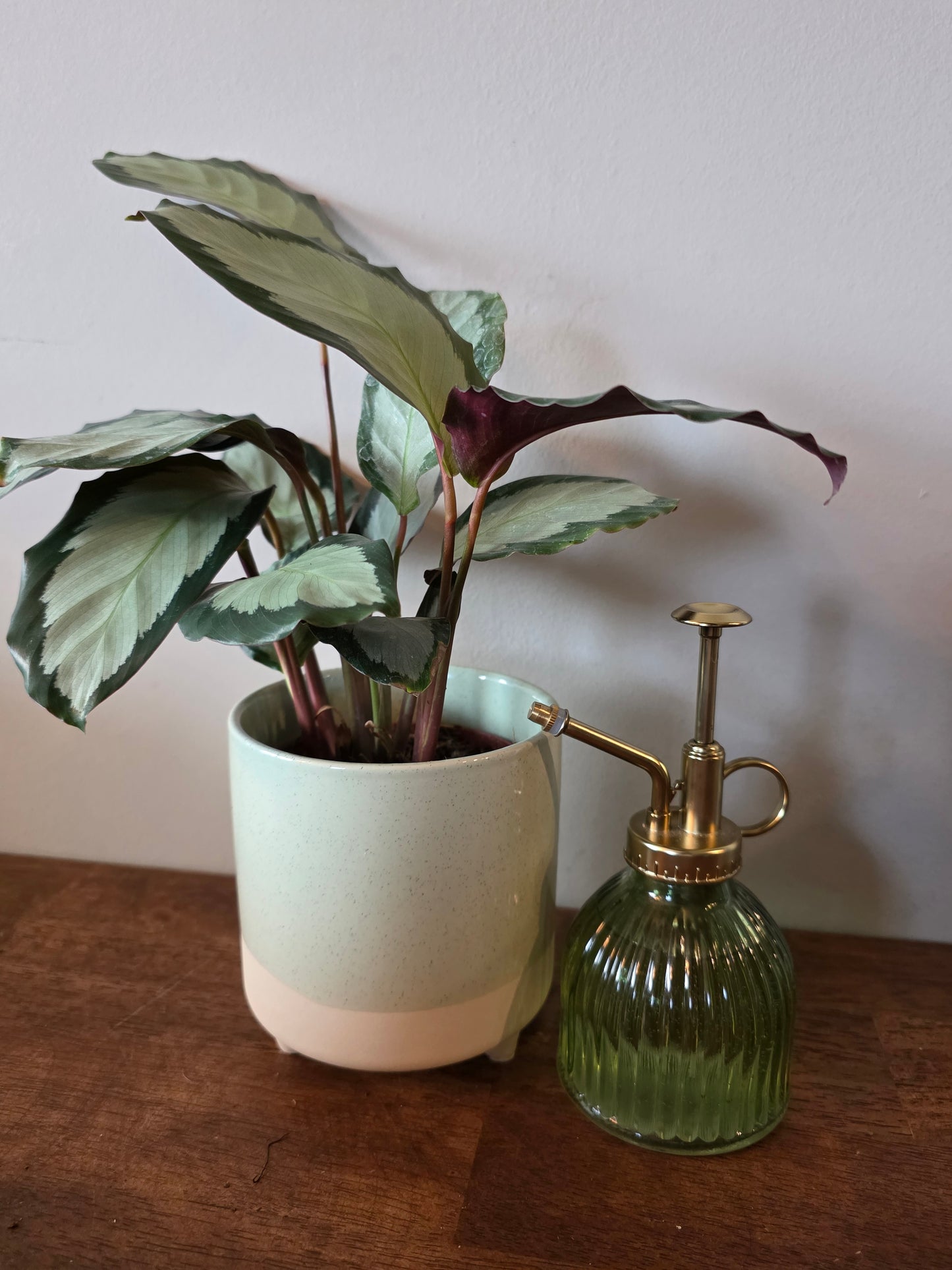 Calathea Picturata