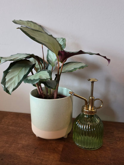 Calathea Picturata
