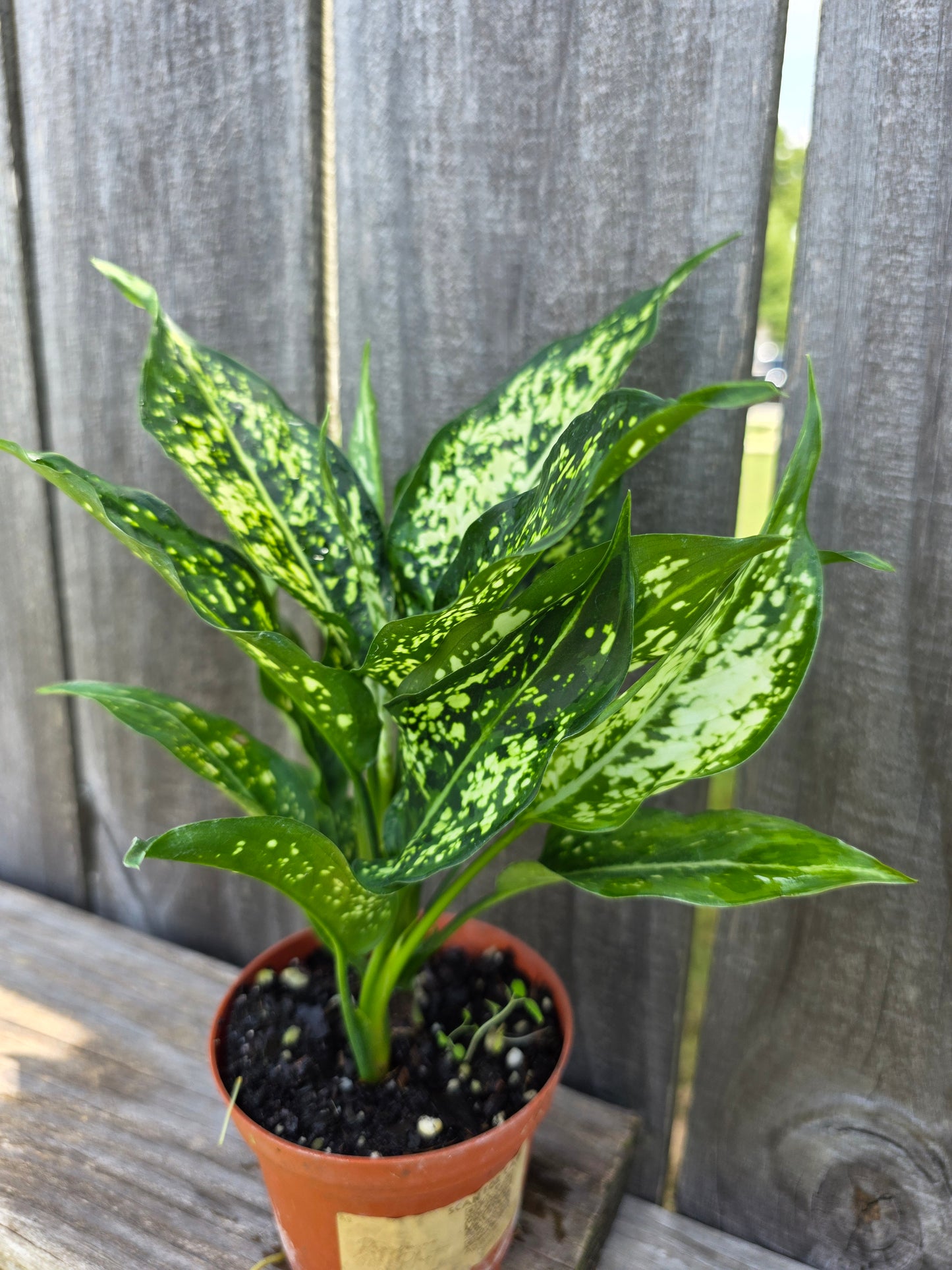 Aglaonema Osaka 4"