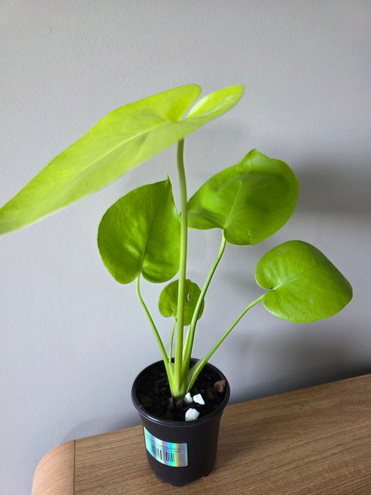 Monstera Super Golden 4"