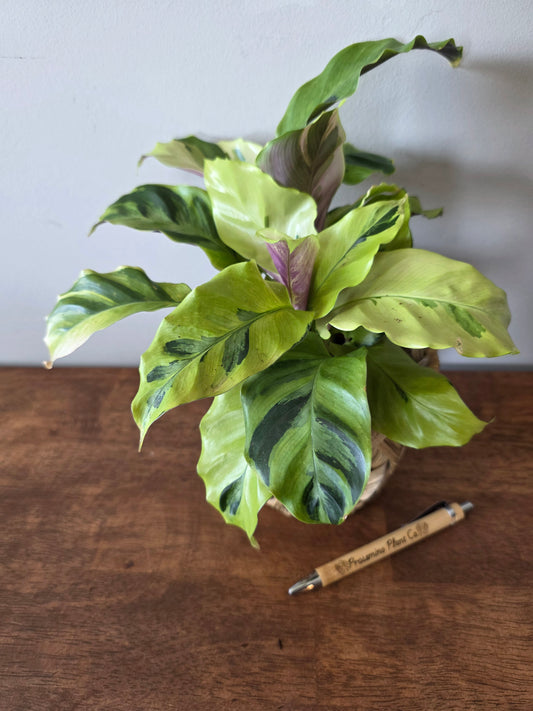 Calathea Yellow Allusion