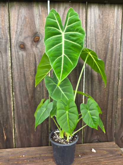 Alocasia Frydek