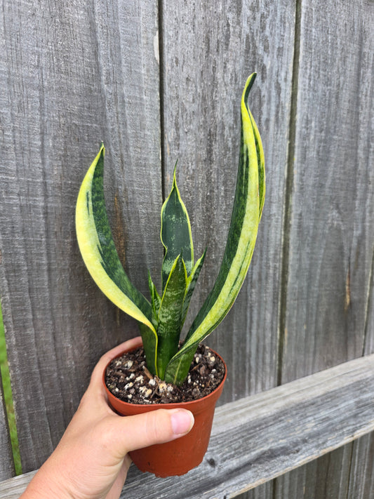 Sansevieria Superba