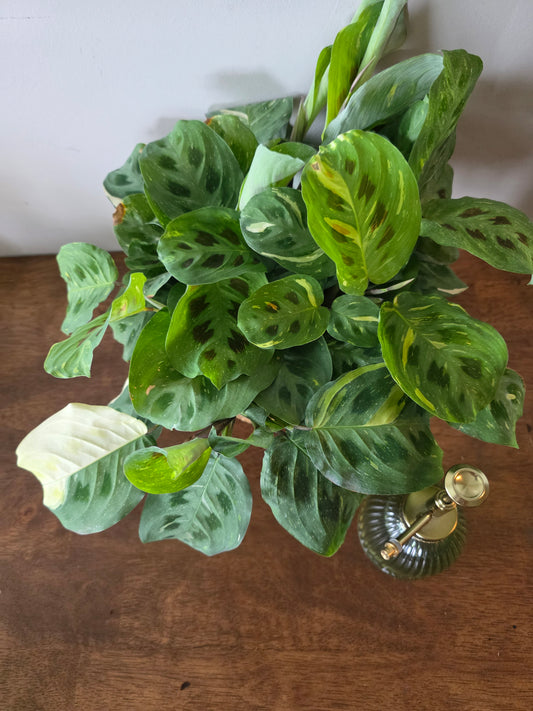 Maranta Leuconeura 'Beauty Kim'