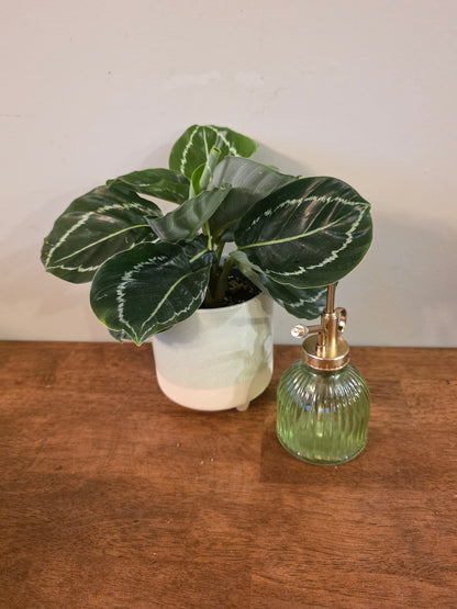 Calathea Green Goddess