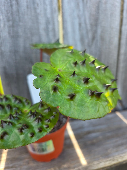 Begonia Ferox 4"