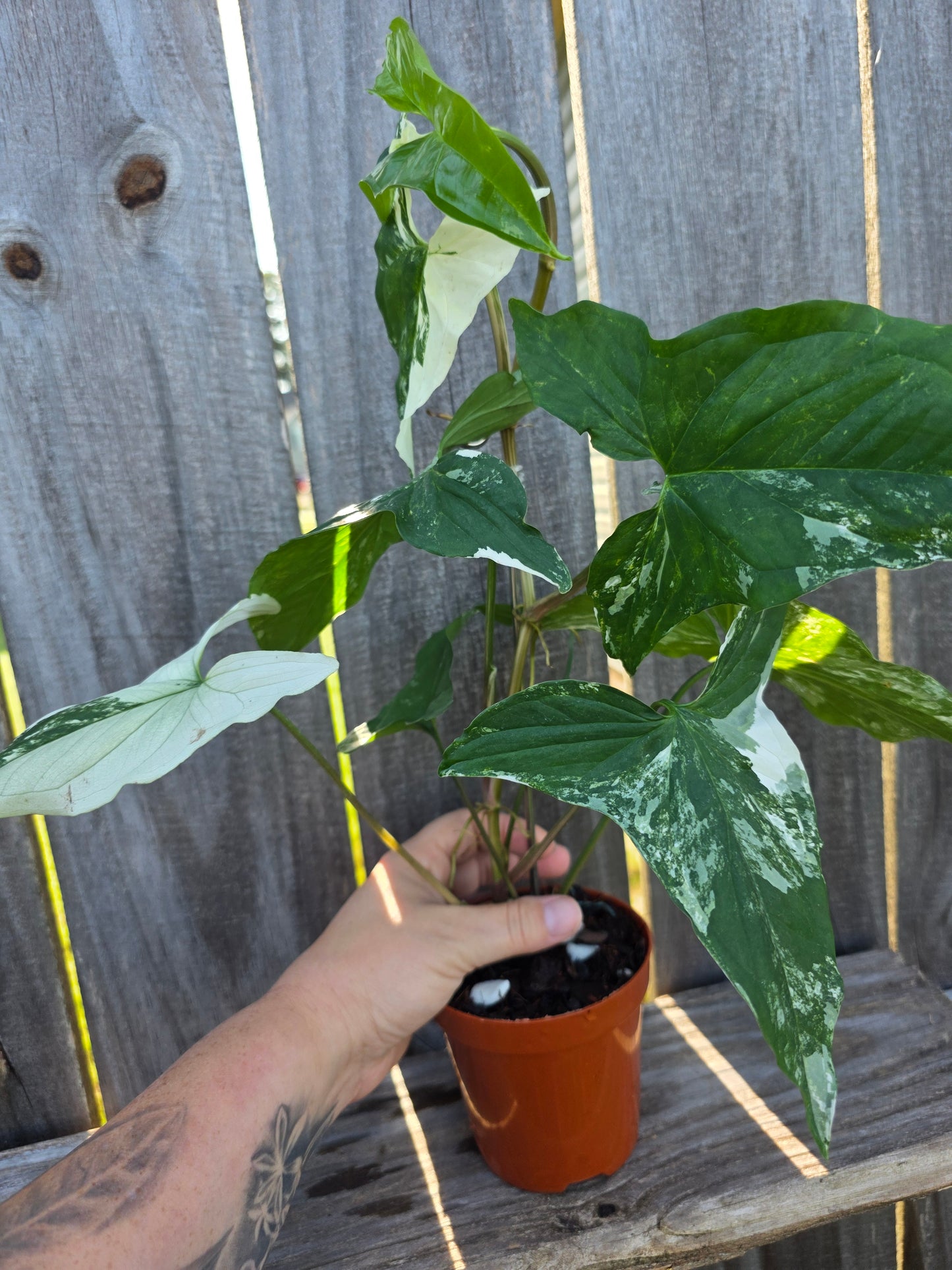 Syngonium Albo Variegata 4"